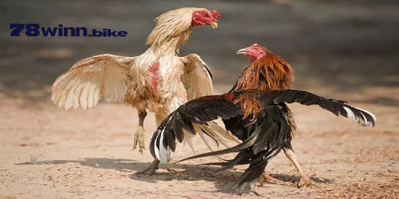 Đá gà 78win là sảnh game mang đến những giây phút kịch tính nhất