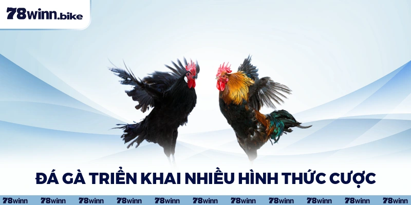 Đá gà triển khai nhiều hình thức cược