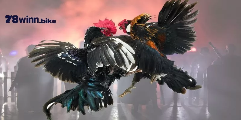Những loại hình đá gà rất được yêu thích tại sân chơi 78win