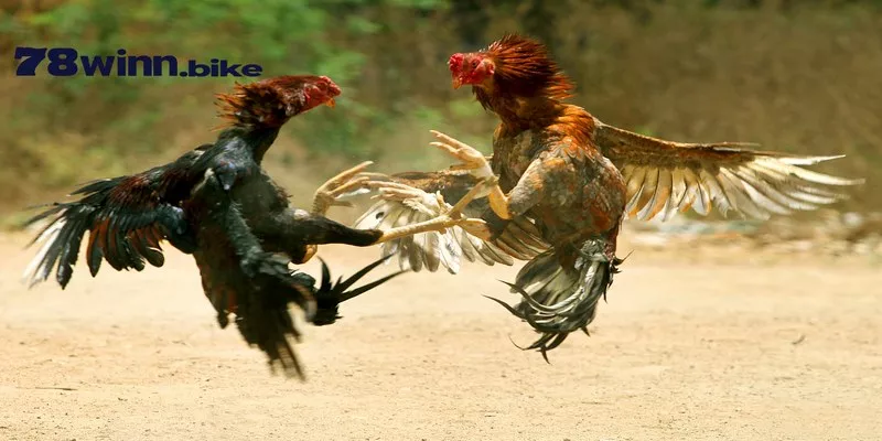 Những thể loại kèo cược thịnh hành không thể bỏ lỡ tại sảnh đá gà